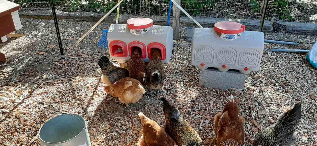 Classic Waterer - Image 3