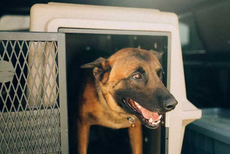 Dakota 283 Hero Kennel - Image 3