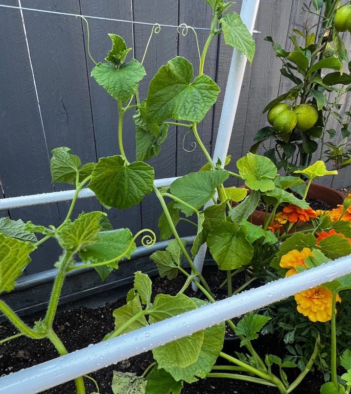 Modern A-Frame Trellis - Image 3