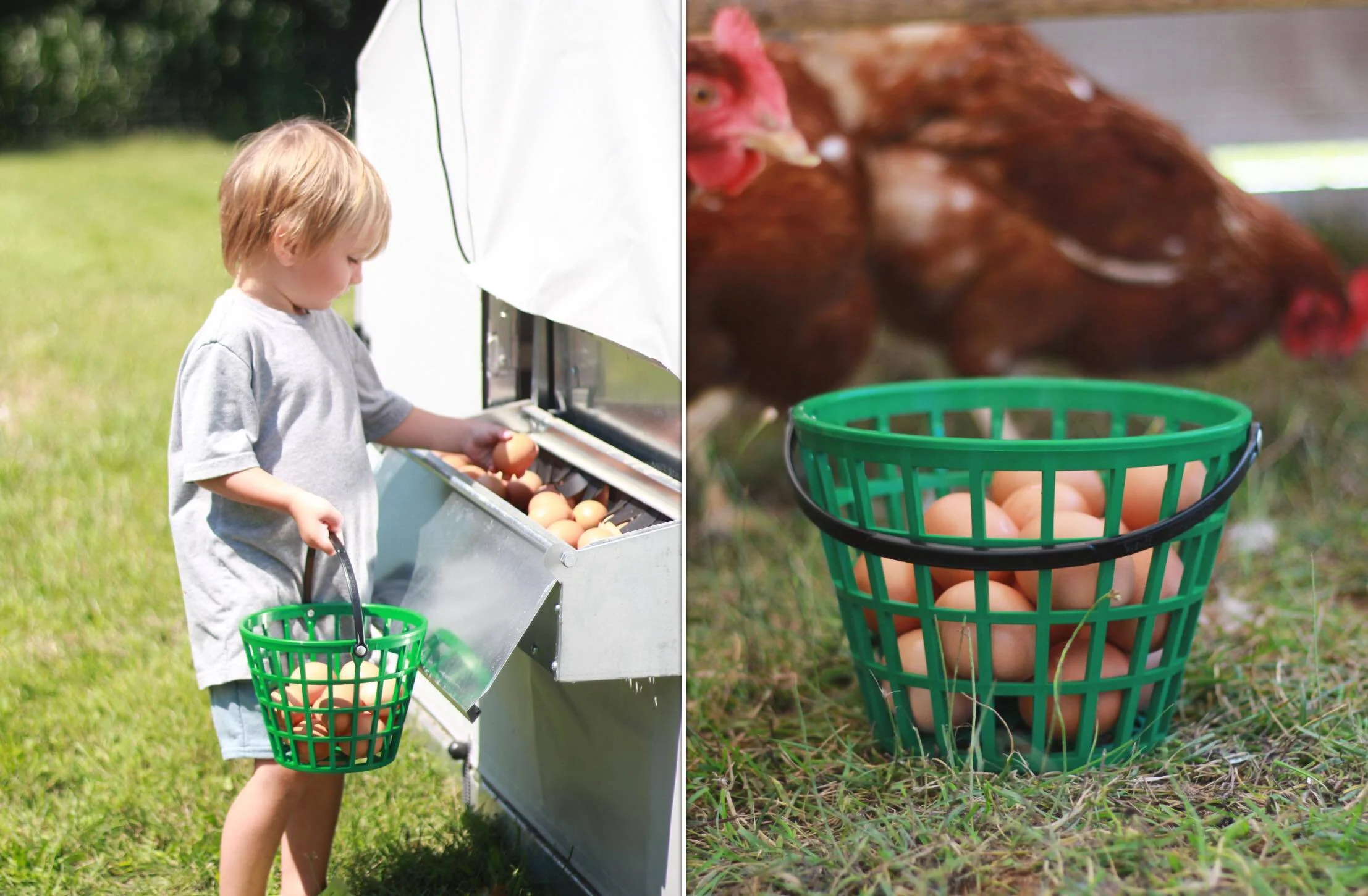 EZ-Gather Egg Basket - Image 6