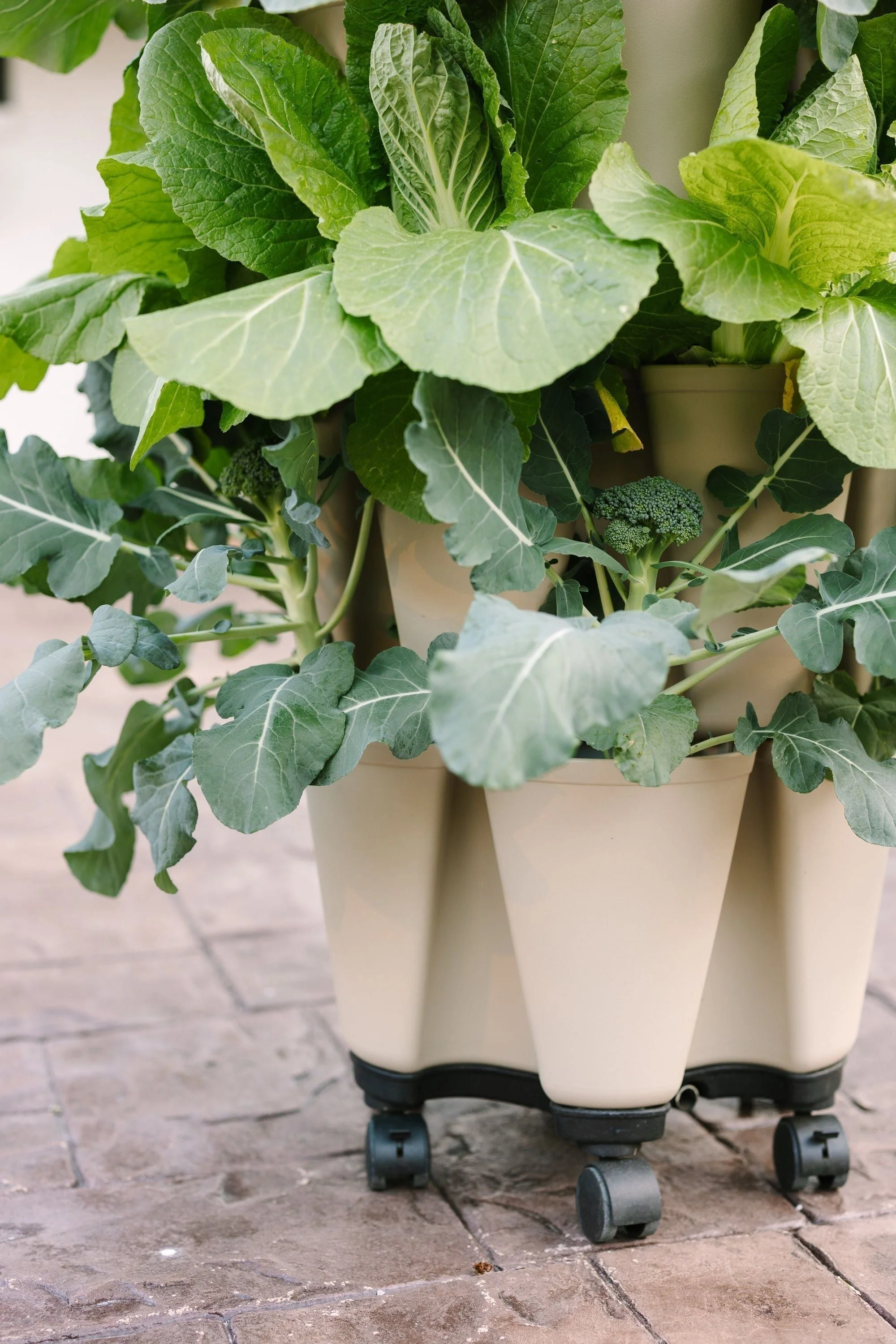 GreenStalk Garden Mover - Image 4