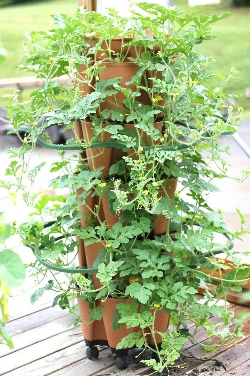 GreenStalk Garden Plant Support (Set of 3) - Image 7