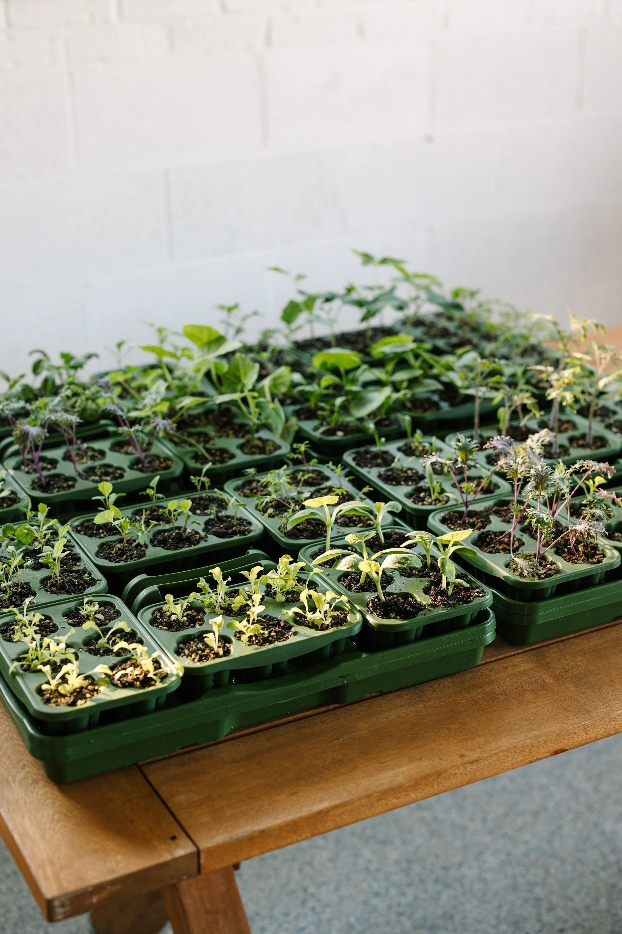 GreenStalk Garden Seed Starter Kit (Set of 4) - Image 2