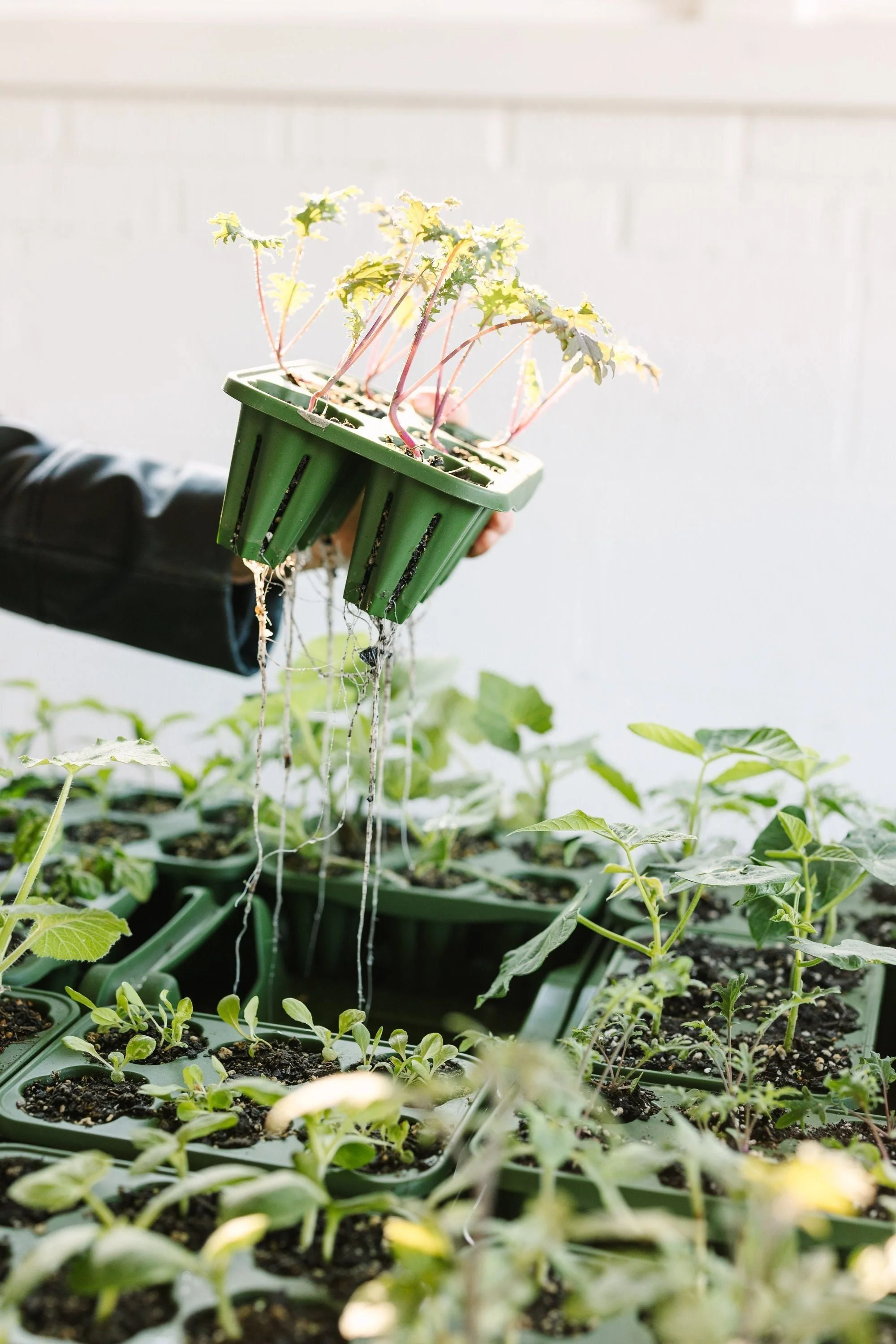 GreenStalk Garden Seed Starter Kit (Set of 4) - Image 5