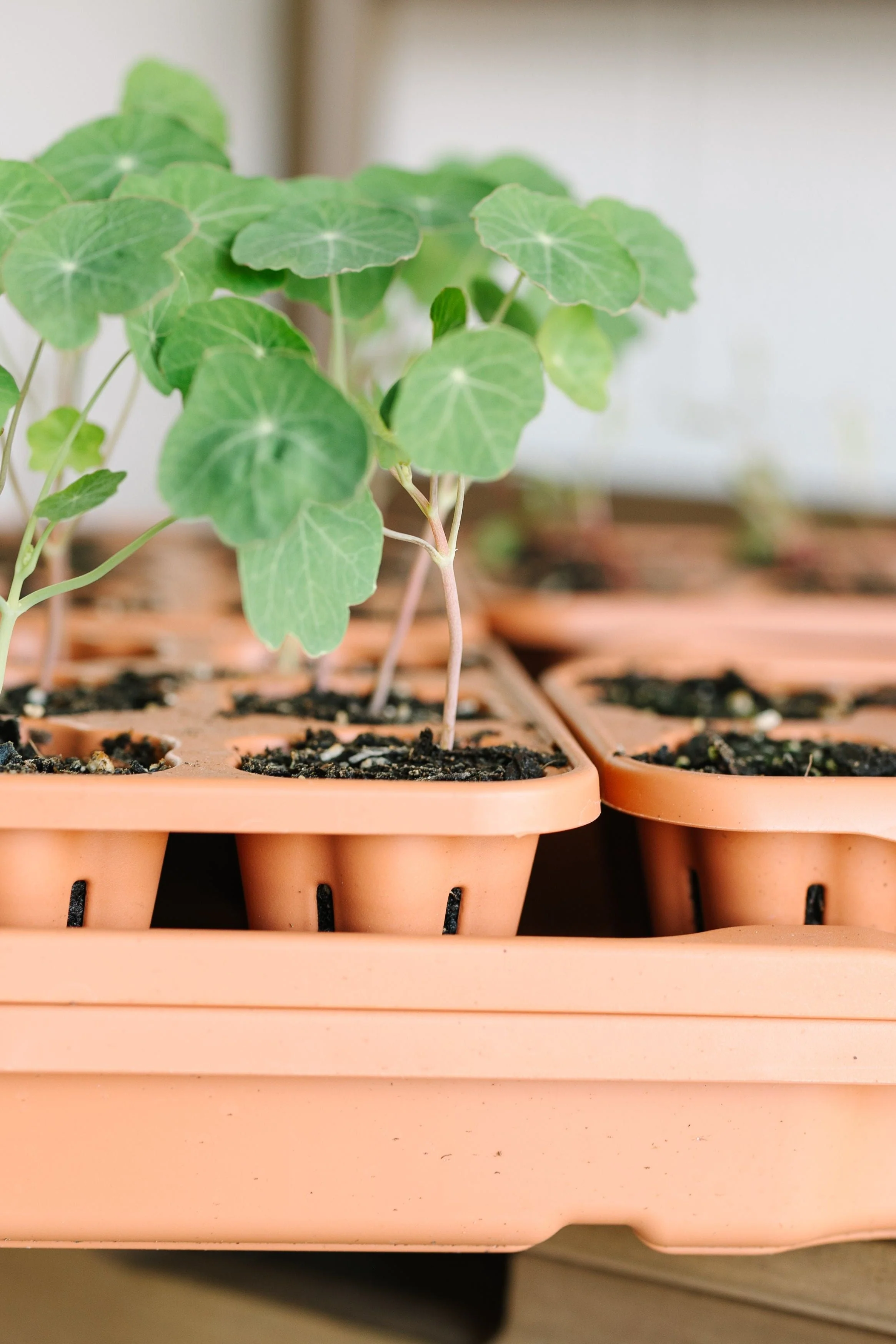 GreenStalk Garden Seed Starter Kit with Domes - Image 10