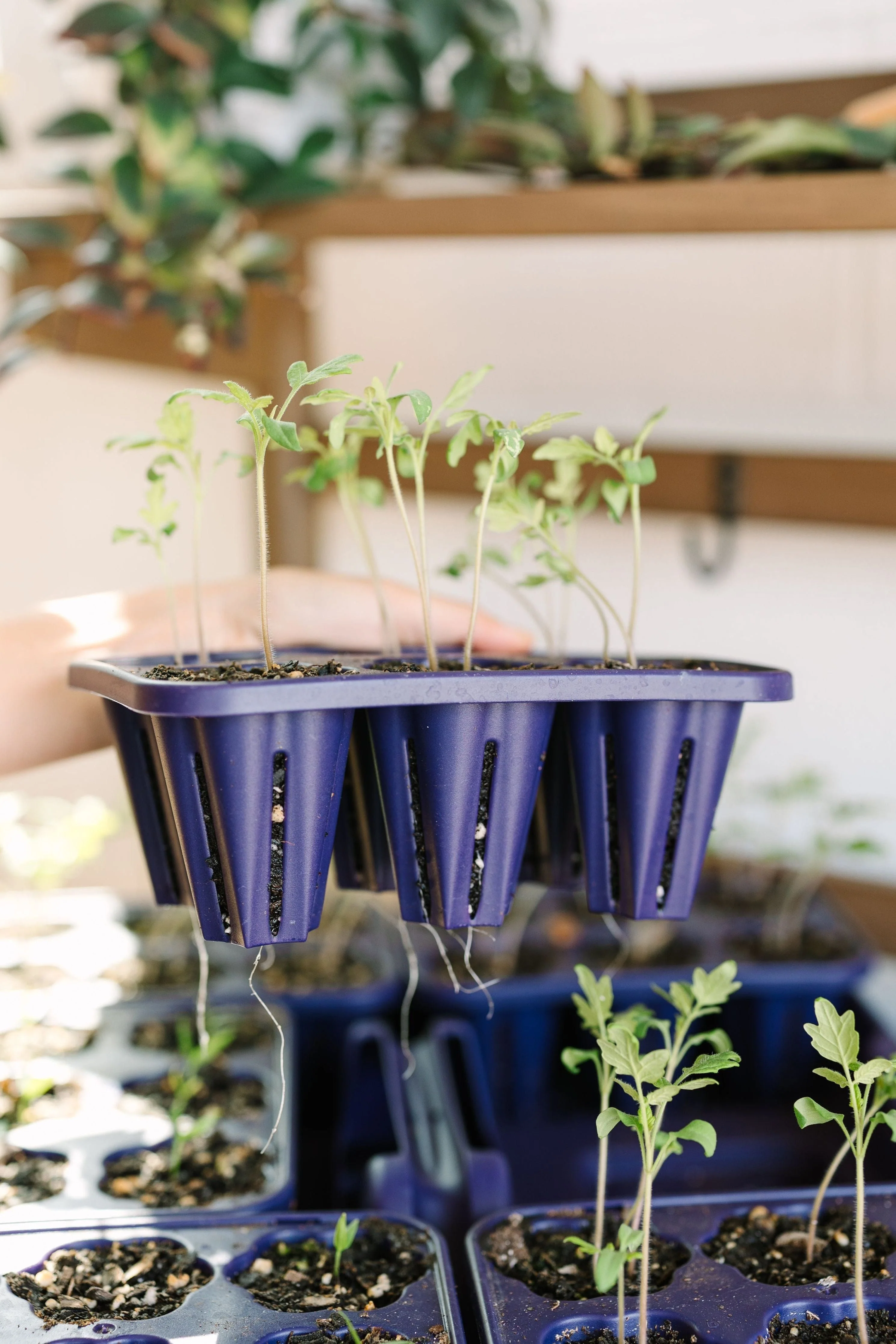 GreenStalk Garden Seed Starter Kit with Domes - Image 3