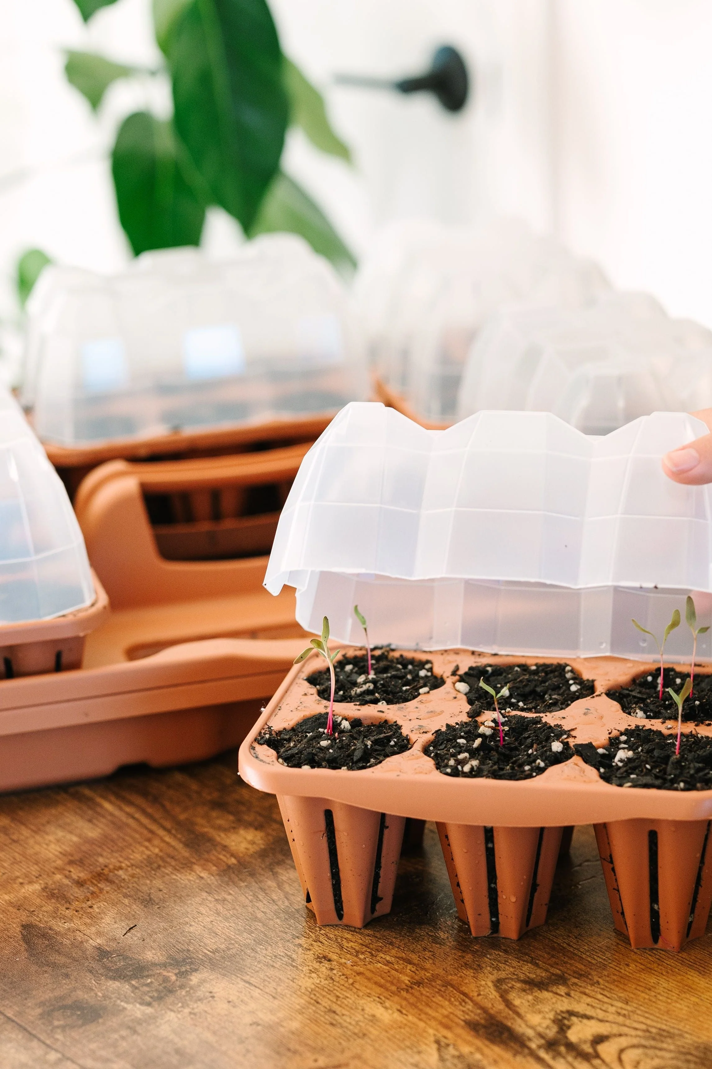 GreenStalk Garden Seed Starter Kit with Domes - Image 9