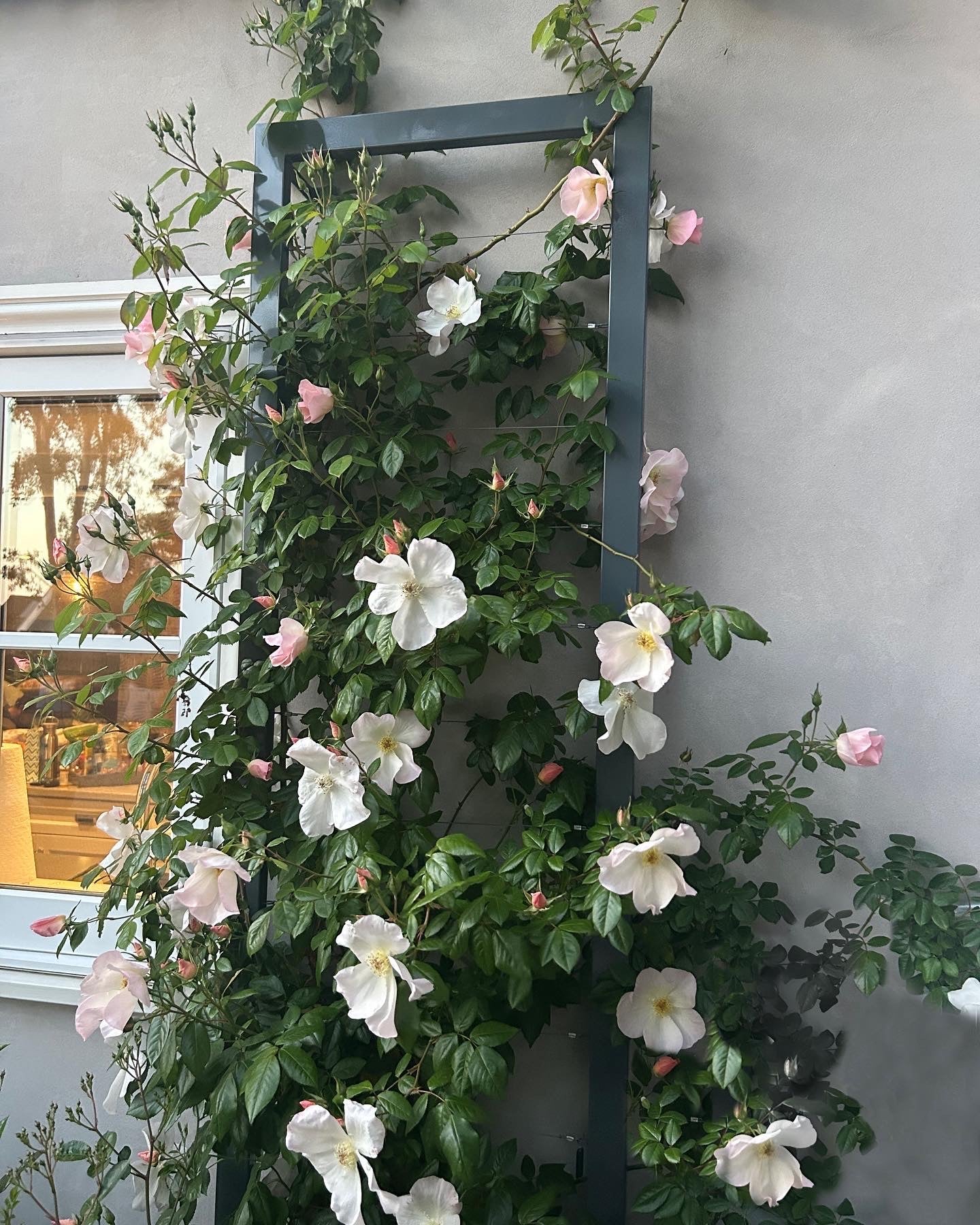 Ina Wall Trellis – Large - Image 9