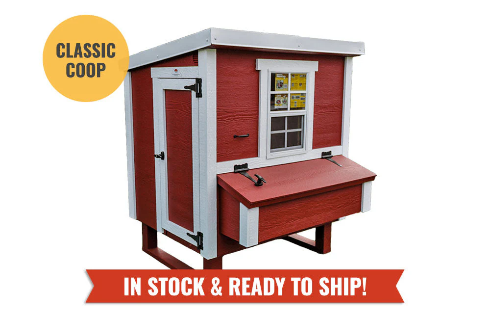 Medium Chicken Coop - Up to 10 Chickens - Image 10