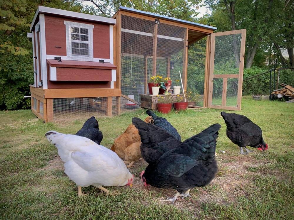 Medium Chicken Coop - Up to 10 Chickens - Image 14