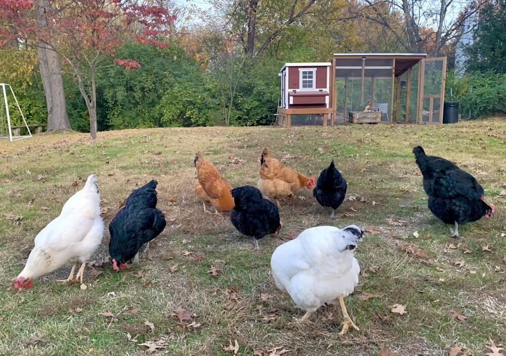 Medium Chicken Coop - Up to 10 Chickens - Image 17