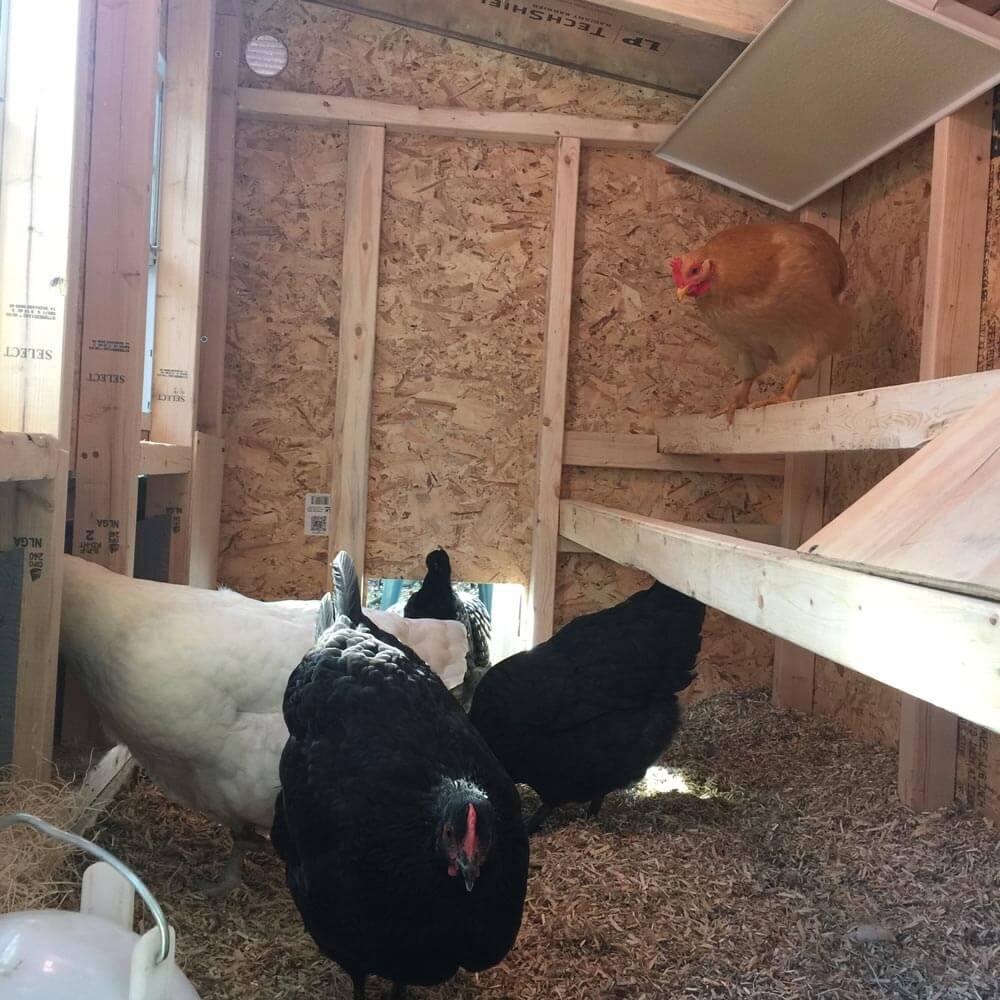 Medium Chicken Coop - Up to 10 Chickens - Image 21