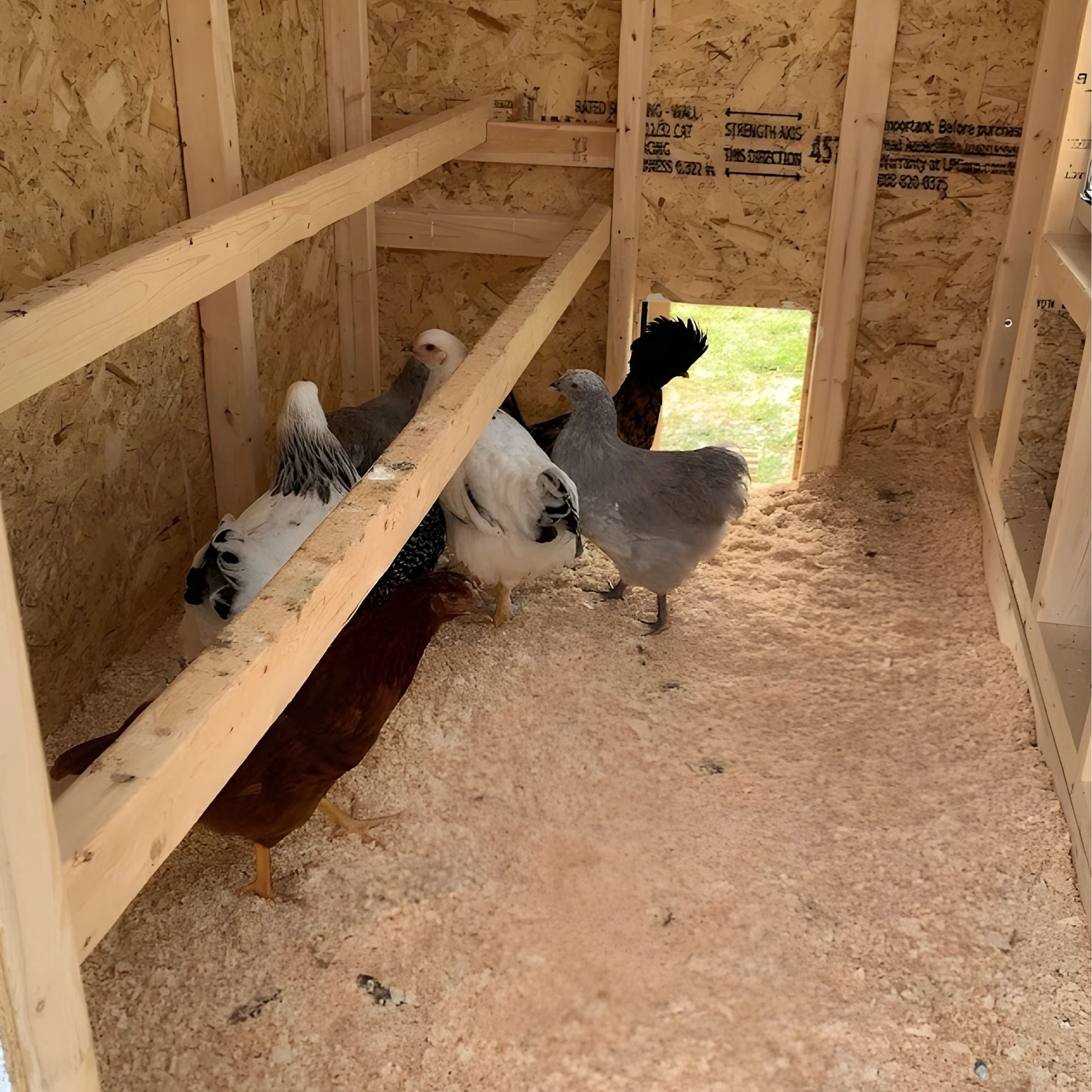 Medium Chicken Coop - Up to 10 Chickens - Image 57