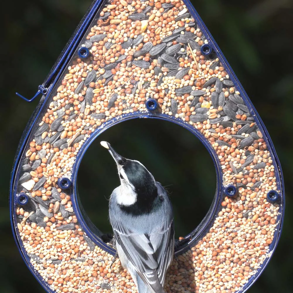 Rain Drop Fly-Thru Bird Feeder - Image 5