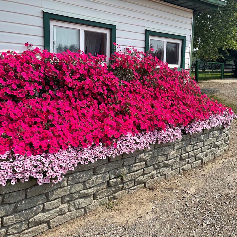 Rock Lock Raised Garden Bed - Straight Rock - Image 12
